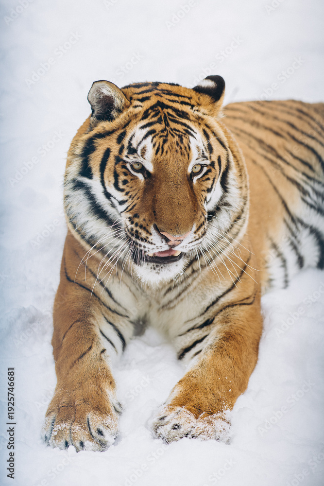 Obraz premium tiger close-up in the snow, high quality photo