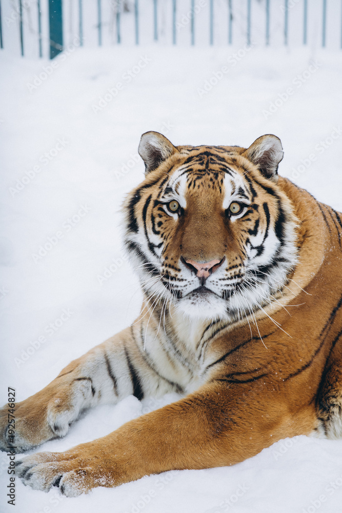 Obraz premium tiger close-up in the snow, high quality photo