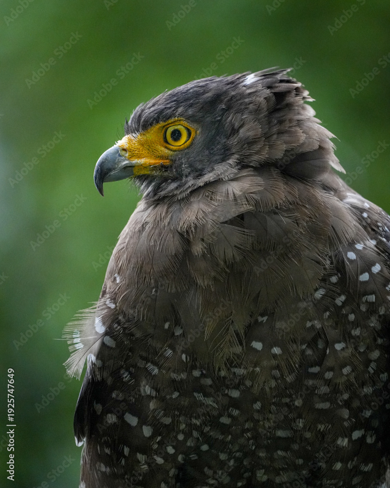 Fototapeta premium close up of an eagle