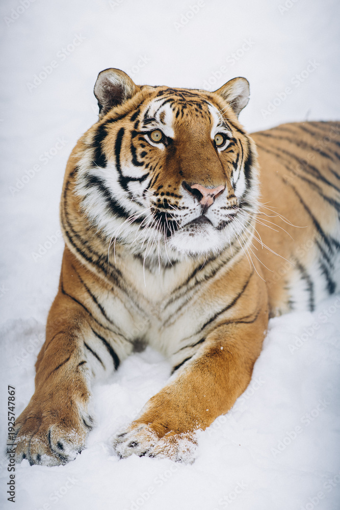 Obraz premium tiger close-up in the snow, high quality photo