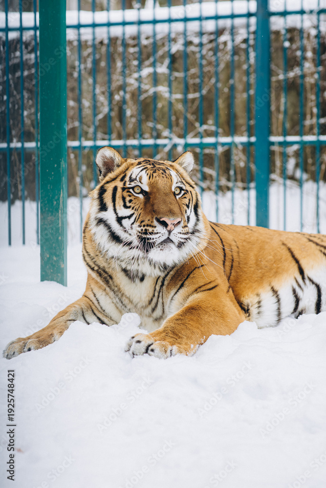 Obraz premium tiger close-up in the snow, high quality photo