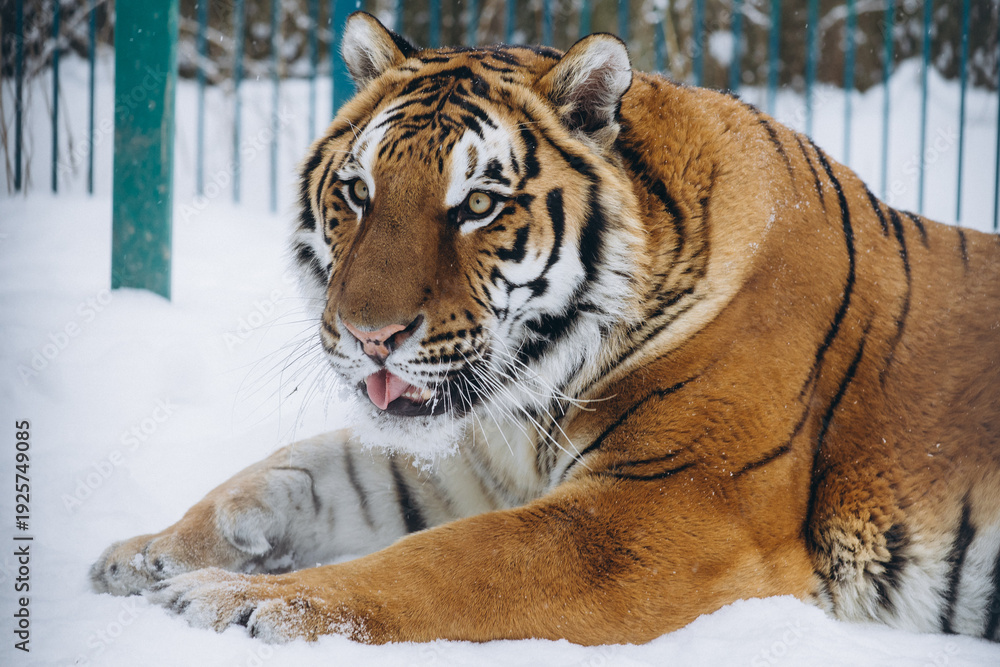Obraz premium tiger close-up in the snow, high quality photo