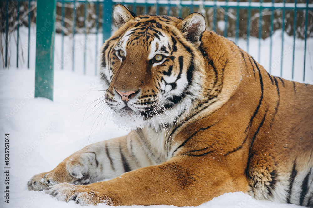 Naklejka premium tiger close-up in the snow, high quality photo