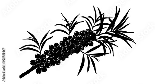 Black silhouette of a juniper branch with berries against a white background