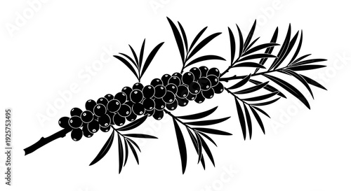 Black and white illustration of a banksia flower stem with seed pods