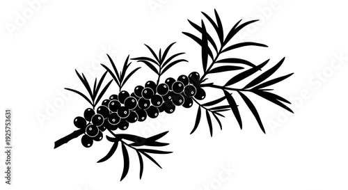 Black silhouette of a juniper branch with berries and needle like leaves