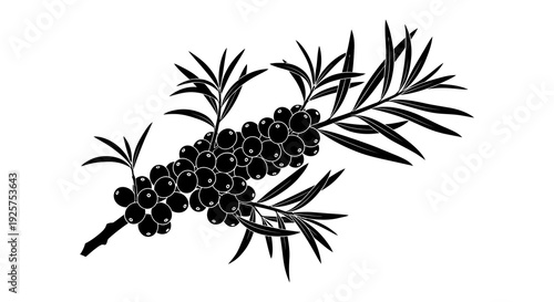 Black ink illustration of a sprig featuring berries and needle like leaves
