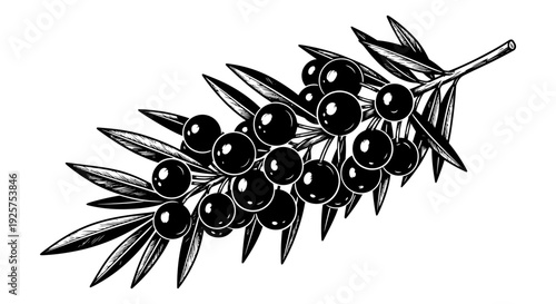 A detailed black and white illustration of a branch with dark round berries