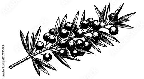 A detailed illustration of a branch with ripe dark olives and green leaves