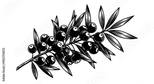 Black olive branch with glossy dark fruit and detailed elongated leaves