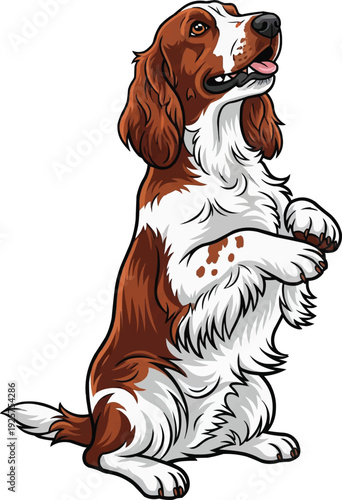Welsh Springer Spaniel dog happy playful begging pose illustration