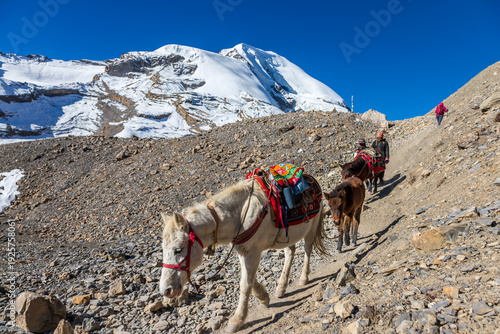 Pack pony train and guides descend a rocky high-altitude trail beneath snowcovered peaks, traditional transport on the Annapurna Circuit, Nepal.