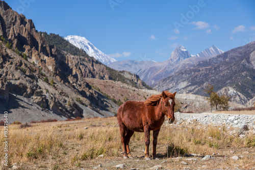 Himalayan horse in the Annapurna mountain valley near Manang, Nepal along the Annapurna Circuit Trail ACT Trek