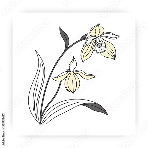 Tropical Orchid Flower Vector, Flat Minimal Floral Illustration, Natural Beauty Spa Design Element.
