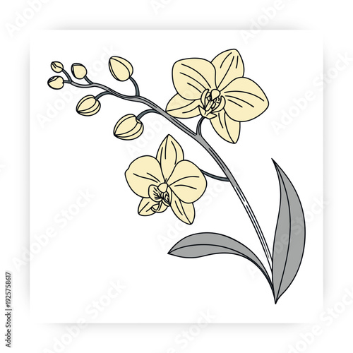 Tropical Orchid Flower Vector, Flat Minimal Floral Illustration, Natural Beauty Spa Design Element.