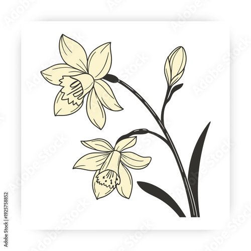 Tropical Orchid Flower Vector, Flat Minimal Floral Illustration, Natural Beauty Spa Design Element.