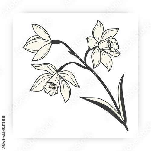 Tropical Orchid Flower Vector, Flat Minimal Floral Illustration, Natural Beauty Spa Design Element.