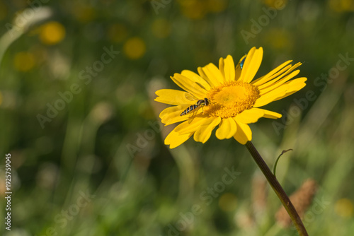 Foto Hoverfly on a yellow daisy flower in a sunny field