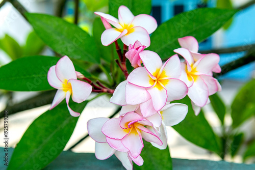 Plumeria Flowers Selective Focus Bokeh