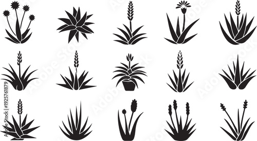 Fifteen black silhouette of various aloe vera plants and succulents botanical