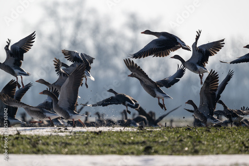 Φωτογραφία Zugvögel, jedes Jahr unternehmen Vogelschwärme eine anstrengende Reise in den Sü