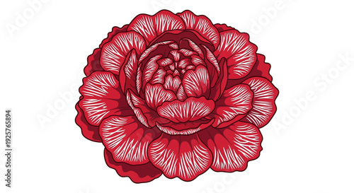 A detailed illustration of a vibrant red carnation flower in full bloom