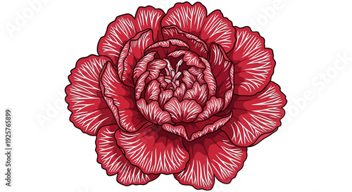 Detailed illustration of a vibrant red carnation flower in full bloom