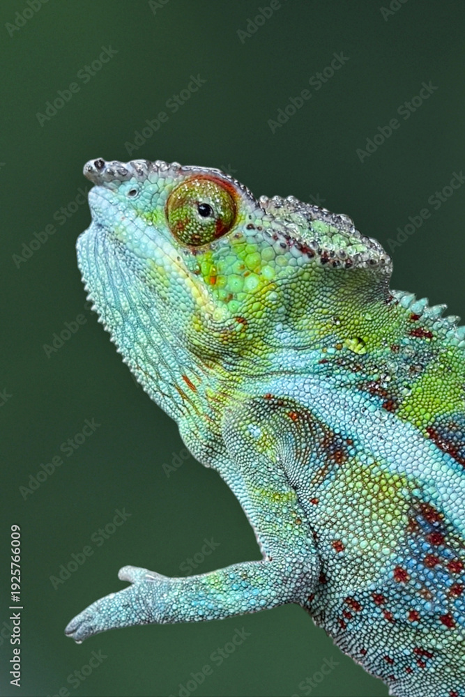 Obraz premium Close up chameleon with textured scales and prominent horns resting on a branch, crisp detail against a smooth, dark green background.