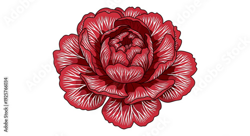 Detailed illustration of a vibrant red carnation flower with intricate petal lines
