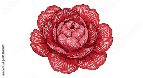 Detailed illustration of a vibrant red peony flower in full bloom