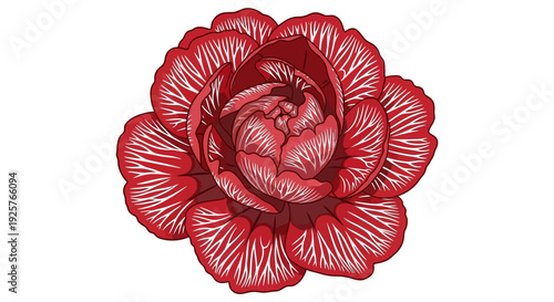 Detailed illustration of a vibrant red rose with textured petals