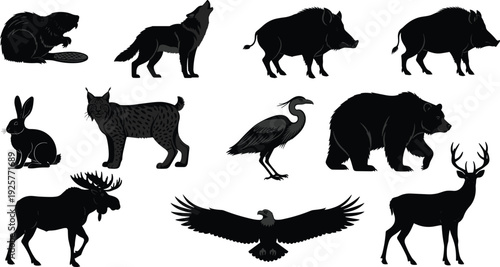 Collection of wild forest animal silhouettes including bear wolf moose deer flying eagle and wild boar on white background.