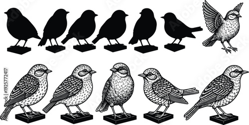 Collection of detailed bird line art illustrations and corresponding black solid silhouettes standing and flying isolated on white background.