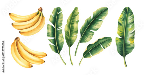 Fresh tropical banana fruit and leaves in botanical watercolor illustration.

