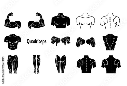 Human Muscle Anatomy Line Icon Set with Black Solid Silhouette Fitness Symbols