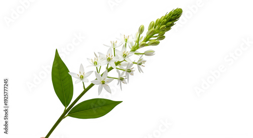 A green stem with white flowers and leaves