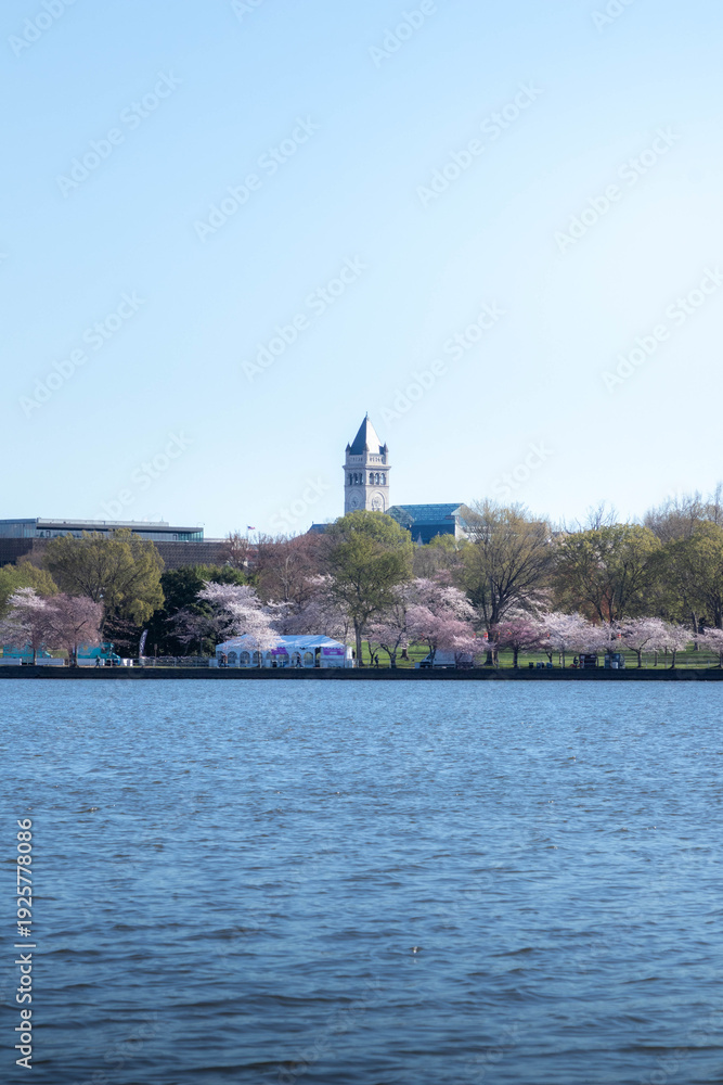 Fototapeta premium Cherry Blossoms Blooming in Washington DC Near the Tidal Basin