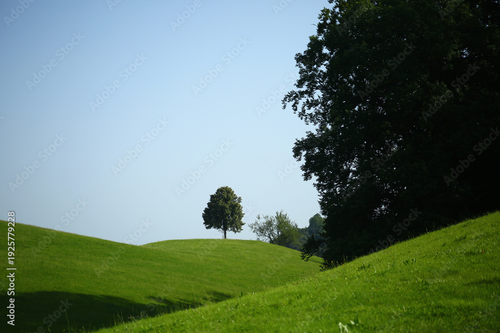 Obraz premium Trees Viewed from Below with Sky Background