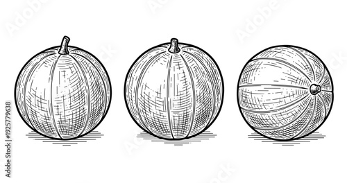 Vintage hand-drawn melon engravings: front, side, and top views