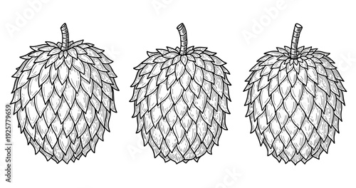 Black and white drawing of three whole durian fruits with intricate detailing