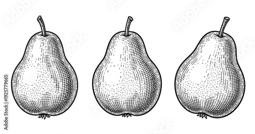 Hand-drawn illustration of three pears displaying textured details in black and white