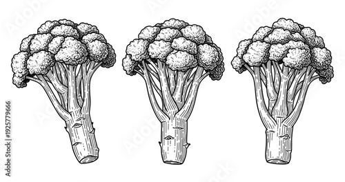 Detailed sketch of three whole broccoli heads in black and white
