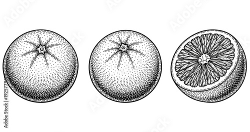 Hand-drawn black and white grapefruit illustration with whole and halved views