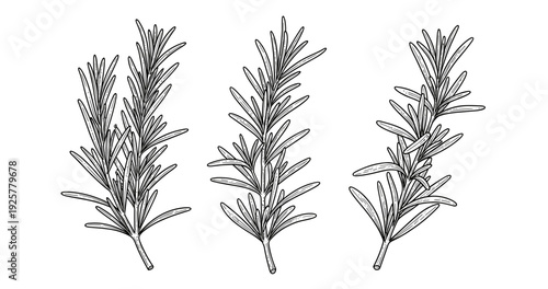 Detailed hand-drawn rosemary sprigs in black and white illustration