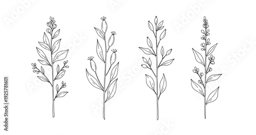 Hand-drawn botanical illustrations of four distinct plant stems with leaves and buds