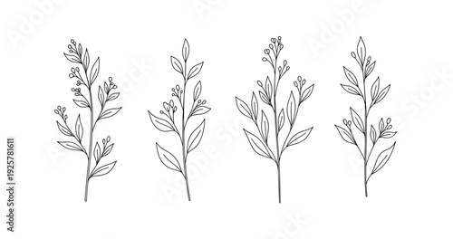 Minimalist floral line art: elegant black and white botanical designs
