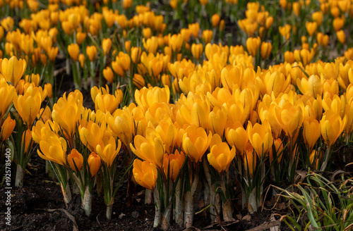Field of Yellow Crocus Flowers in Spring – Natural Floral Background