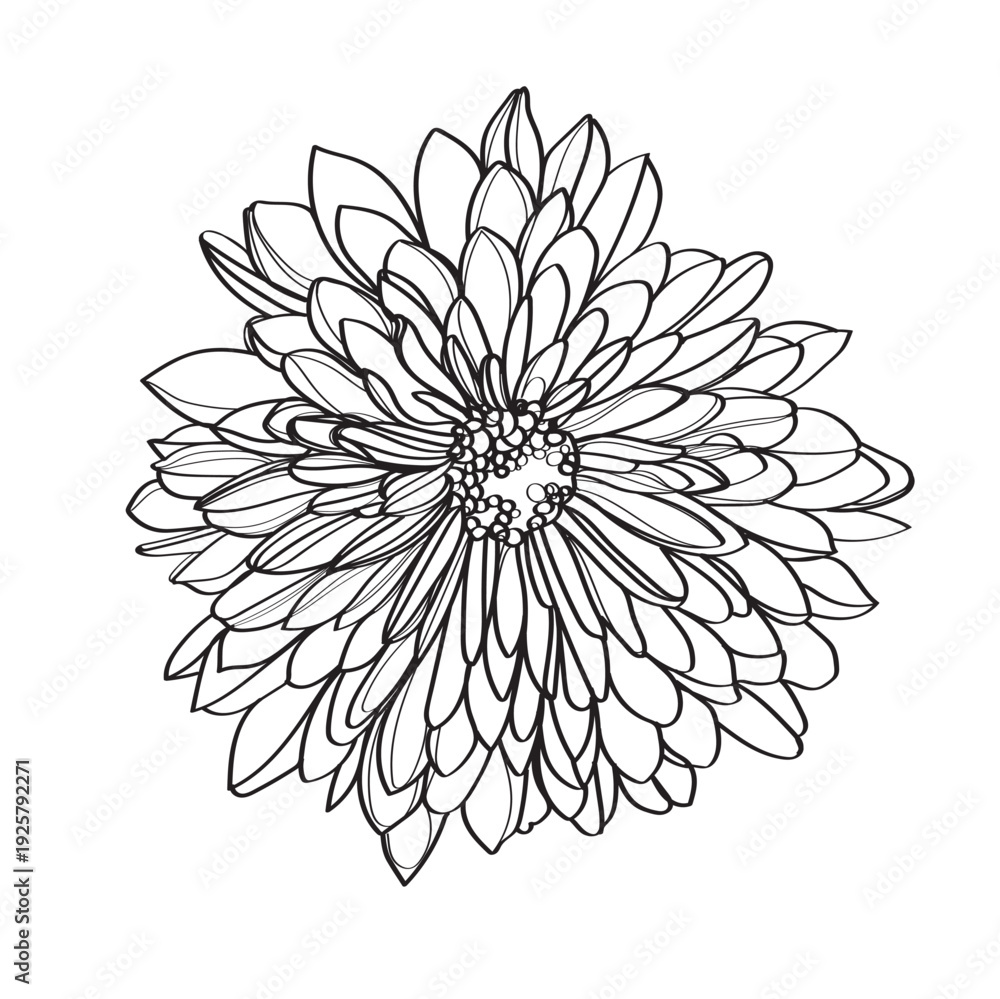 Fototapeta premium vector illustration of a flower