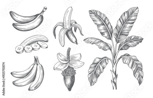 Vintage style banana collection featuring peel, slices and plant. Engraved tropical banana elements isolated on white background.