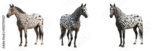 Bild auf Leinwand Appaloosa Horse Equus ferus caballus isolated on white background, spotted coat